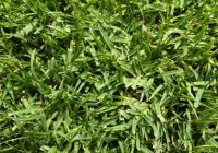 Seashore Paspalum grass Maintenance, Characteristics, Seeds, Care