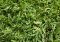 Seashore Paspalum grass Maintenance, Characteristics, Seeds, Care