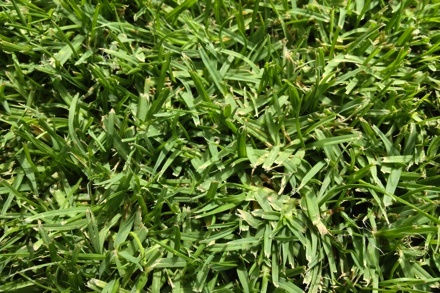 seashore paspalum southern turf