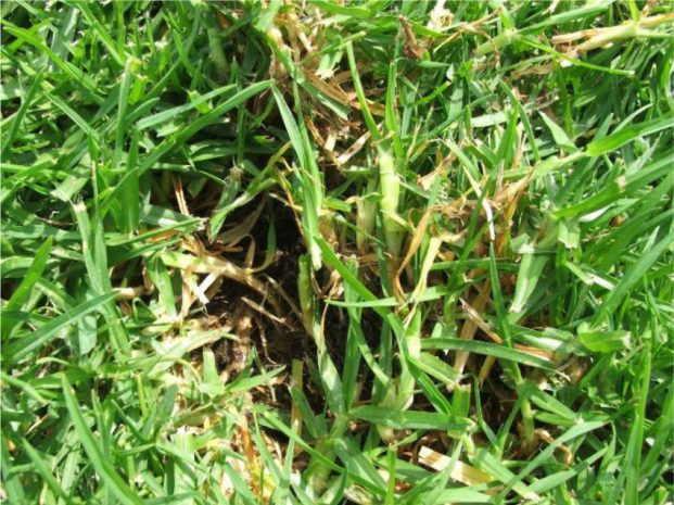 kikuyu grass Types, Maintenance, Problems, Seeds, Care