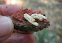 Gold spotted oak borer Larvae, Treatment, Damage, Facts