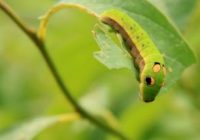 Are spicebush swallowtail caterpillars poisonous?