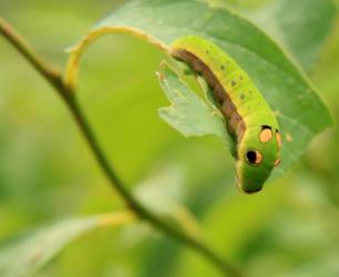 Are spicebush swallowtail caterpillars poisonous?