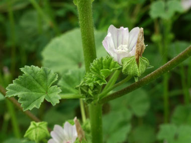 Cheeseweed Mallow Benefits, Uses, Seeds, Control