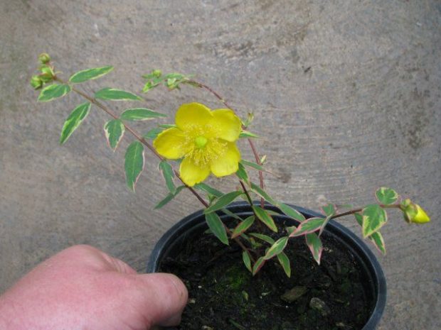 Hypericum Moserianum Size, Growth Rate, Care, Pruning