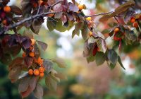 Izu persimmon Tree Size, Height, Fruit, Reviews