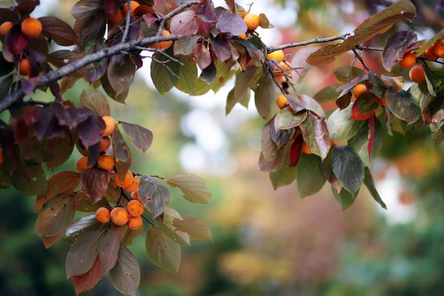 Izu persimmon Tree Size, Height, Fruit, Reviews