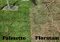 Palmetto vs. Floratam grass Care, Problems, Seed, Price