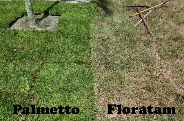 Palmetto vs. Floratam grass Care, Problems, Seed, Price