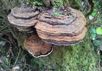 Conk Mushroom Identification, Uses, Types