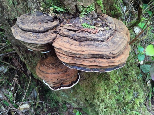 Conk Mushroom Identification, Uses, Types