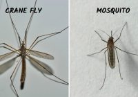 Crane fly vs Mosquito