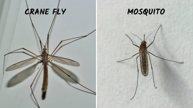 Crane fly vs Mosquito Size, Sting, Life cycle, Larvae