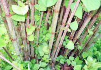 Japanese Knotweed Identification, Benefits, Removal, Treatment