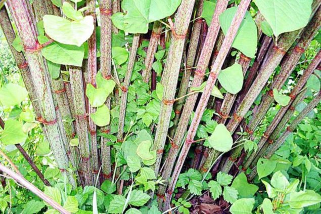 Japanese Knotweed Identification, Benefits, Removal, Treatment