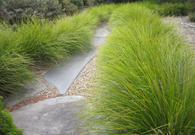 Lomandra Breeze Grass Spacing, Pruning, Care, Height, Size