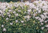 Majestic beauty Indian hawthorn Growth Rate, Size, Care, Problems