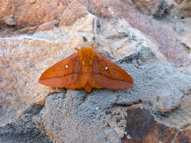 Oakworm Moth Life Cycle Eggs Facts Control Bigbear Pest Control