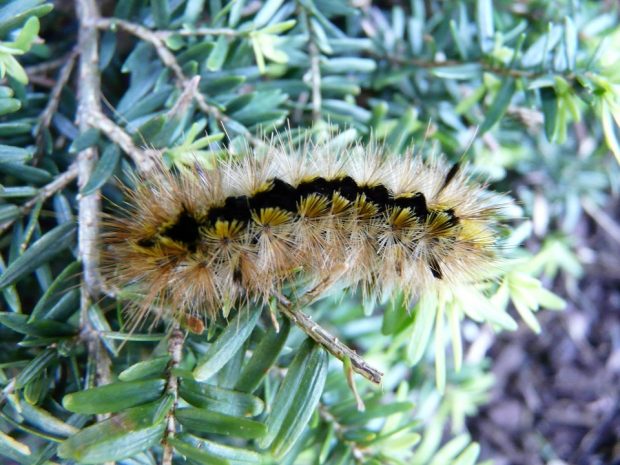 Silver Spotted Tiger Moth Caterpillar Sting, Poison, Diet, Life Cycle