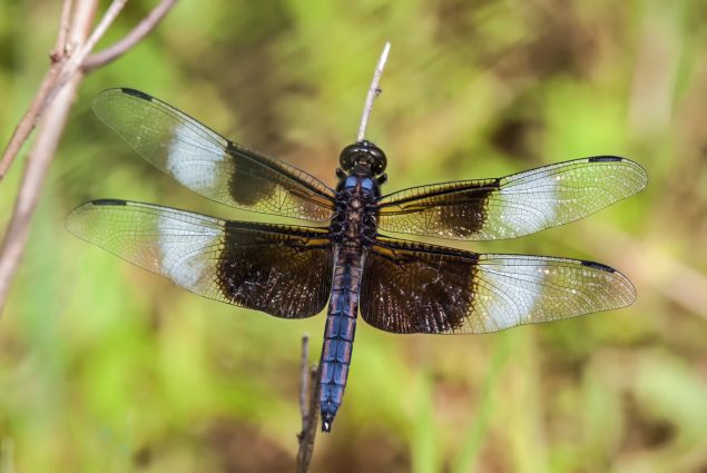 Widow Skimmer Dragonfly Male & Female Identification, Lifecycle, Control 