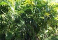 Areca Palm Benefits, Propagation, Seeds, Fertilizer, Price