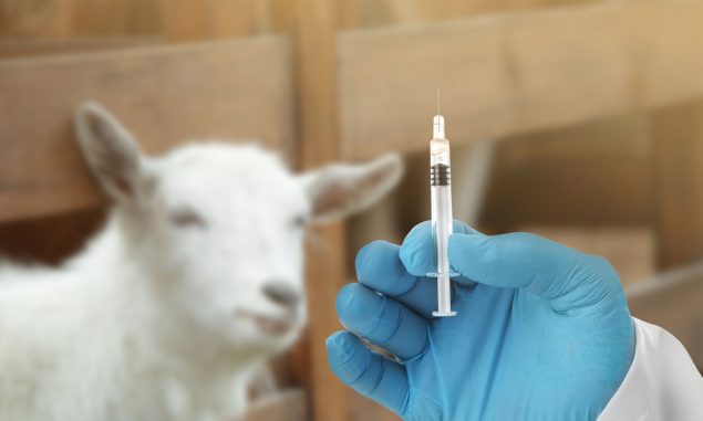 Benzimidazole Wormer for goat Uses, Mechanism, Dose