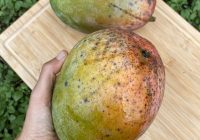 Keitt Mango Size, Taste, Calories, Benefits