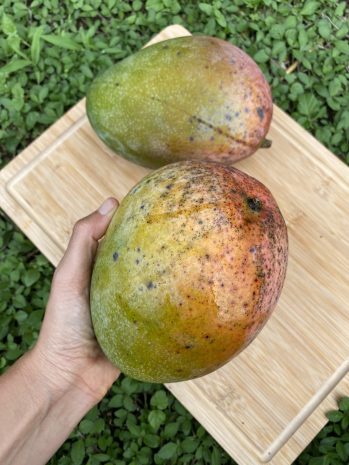 Keitt Mango Size, Taste, Calories, Benefits