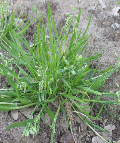 Poana Grass Life cycle, Identification, Control & Treatment