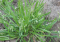Poana Grass Life cycle, Identification, Control & Treatment