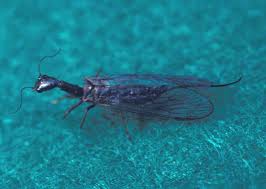 Snakefly Bite, Facts, Habitat, Dangers, Size