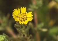 Tarweed Uses, Seeds, Control, Treatment