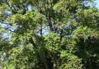 Triumph Elm Tree Growth Rate, Problems, Reviews, Size