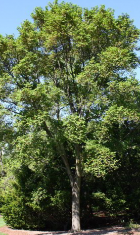 Triumph Elm Tree Growth Rate, Problems, Reviews, Size