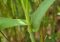 Fernleaf Bamboo Growth Rate, Size, Height, Care, Problems