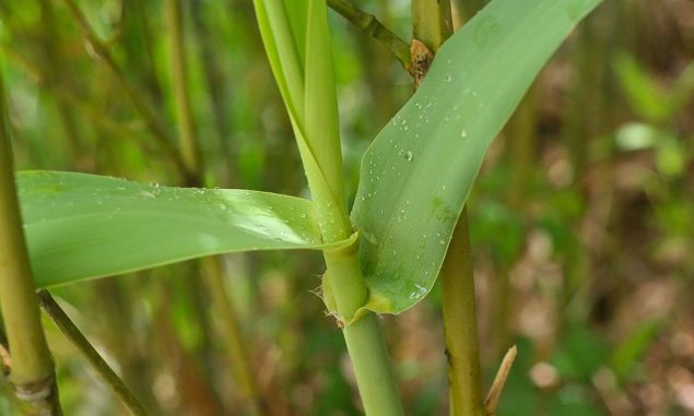 Fernleaf Bamboo Growth Rate, Size, Height, Care, Problems