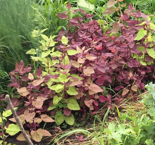 Purple Orach Facts, Height, Seeds, Types