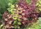 Purple Orach Facts, Height, Seeds, Types