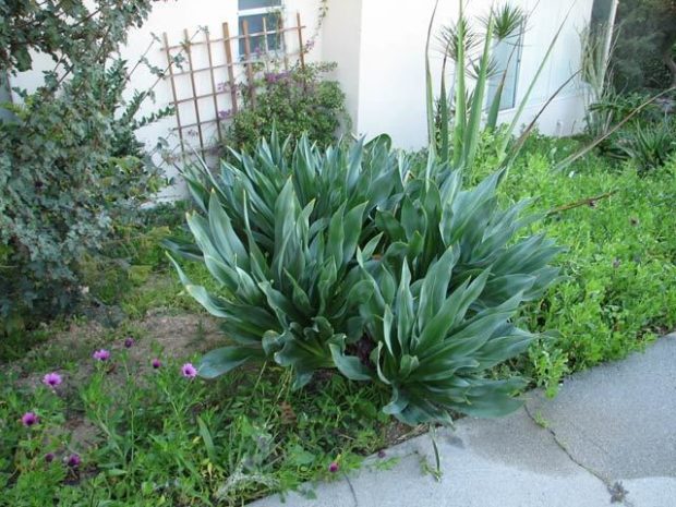 Urginea Maritima Uses, Care, Growing, Problems