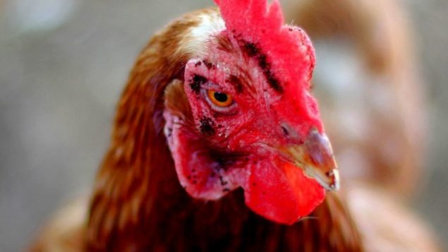 How to treat stick tight fleas on chickens?