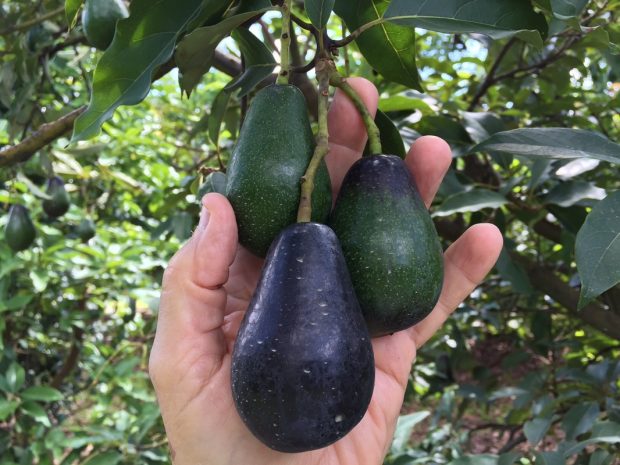 Mexicola Avocado Tree Size, Care, Types, Pruning, Growth Rate