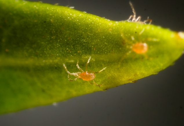 Persimilis Size, Lifecycle, Breeding, Eggs