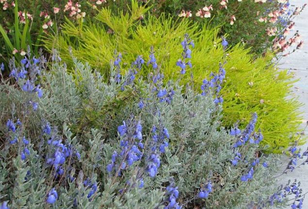 Salvia Chamaedryoides Care, Propagation, Seeds, Care, Pruning