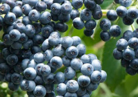Blue Elderberry Plant Habitat, Seeds, Medicinal Uses, Poison