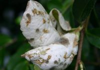 Camellia Leaf Gall Identification, Problems, Treatment
