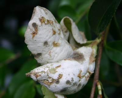 Camellia Leaf Gall Identification, Problems, Treatment