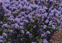 Ceanothus Julia Size, Growth Rate, Pruning, Care