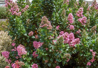 Escallonia Pink Size, height, Care, propagation, Pruning
