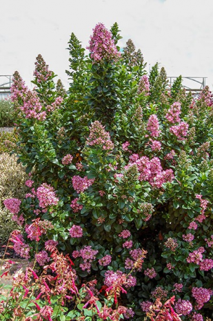 Escallonia Pink Size, height, Care, propagation, Pruning