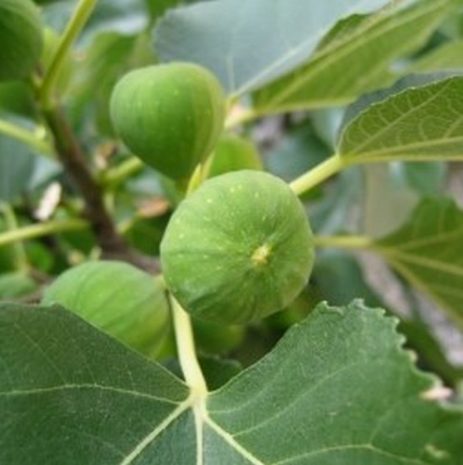 Kadota Fig Tree Size, Height, Care, Zone, Maintenance